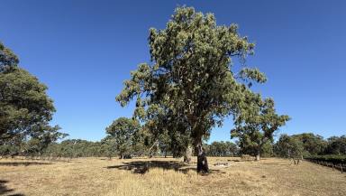 Other (Rural) For Sale - SA - Penola - 5277 - $400,000 - Shed, Cattle Yards, Big Gums & Great Lifestyle  (Image 2)