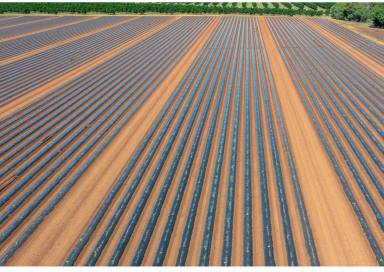 Horticulture For Sale - QLD - Calavos - 4670 - Premier Coastal Agribusiness Opportunity  (Image 2)