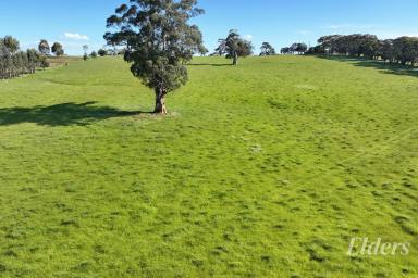 Mixed Farming For Sale - VIC - Warragul - 3820 - Productive 32 Acres with Views - Only Minutes from Warragul  (Image 2)