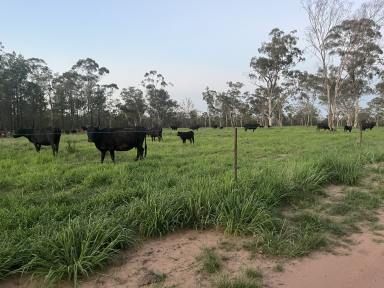 Mixed Farming For Sale - NSW - Jacks Creek - 2390 - PRODUCTIVE GRAZING PROPERTY WITH EXTENSIVE WATER & INFRASTRUCTURE (Image 2)