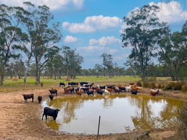Mixed Farming For Sale - NSW - Jacks Creek - 2390 - PRODUCTIVE GRAZING PROPERTY WITH EXTENSIVE WATER & INFRASTRUCTURE (Image 2)