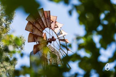 Other (Rural) For Sale - NSW - Singleton - 2330 - "Avalon Park" – Lifestyle Acreage on the edge of Singleton.  (Image 2)