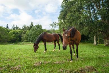 Acreage/Semi-rural For Sale - NSW - Dunoon - 2480 - A Unique Lifestyle Barn Conversion on 5 Acres in the Heart of Dunoon (Image 2)