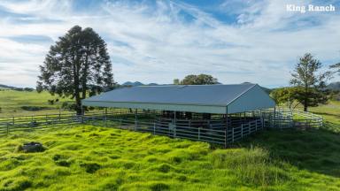 Mixed Farming Tender - NSW - Dorrigo - 2453 - "King Ranch& Aberfeldy Aggregation" - Exclusive Lifestyle and Beef Grazing Opportunity  (Image 2)