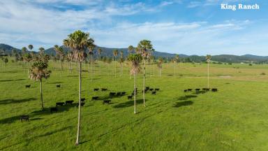Mixed Farming Sold - NSW - Dorrigo - 2453 - "King Ranch" (Image 2)