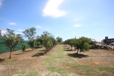 Residential Block For Sale - VIC - Corop - 3559 - 900m2 BLOCK WITH SHED, FRUIT TREES & GRAPEVINES  (Image 2)