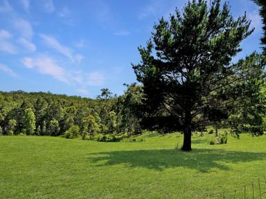 Acreage/Semi-rural For Sale - NSW - Congewai - 2325 - 'High Ground' - A perfect Weekender Acreage  (Image 2)