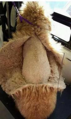 Business For Sale - VIC - Melbourne - 3000 - Profitable Mobile Pet Grooming Business with Loyal Hobart Client Base  (Image 2)