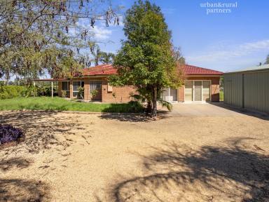 House For Sale - SA - Berri - 5343 - SUBSTANTIAL BERRI HOME ON 4,605SQM - CURRENTLY RETURNING $750 PER WEEK  (Image 2)