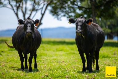 Other (Rural) For Sale - NSW - Dorrigo - 2453 - 'Chelmer' North Dorrigo  (Image 2)