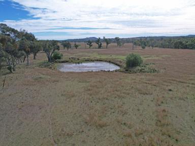 Livestock For Sale - QLD - Inglewood - 4387 - Open Grazing Country Warroo area  (Image 2)