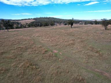Livestock For Sale - QLD - Inglewood - 4387 - Open Grazing Country Warroo area  (Image 2)
