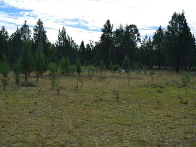 Livestock For Sale - QLD - Inglewood - 4387 - Perfect Lifestyle  (Image 2)