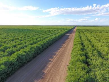 Horticulture For Sale - NSW - Hillston - 2675 - INSTITUTIONAL ALMOND ORCHARD LOCATED IN THE RIVERINA REGION  (Image 2)