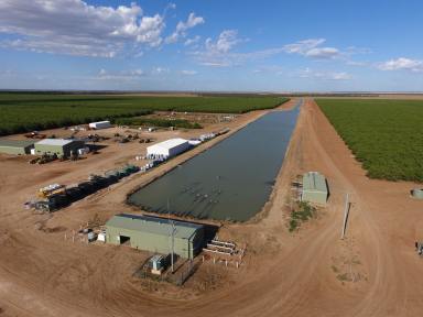 Horticulture For Sale - NSW - Hillston - 2675 - INSTITUTIONAL ALMOND ORCHARDS LOCATED IN THE RIVERINA REGION  (Image 2)
