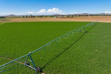Mixed Farming For Sale - NSW - Cowra - 2794 - HIGHLY DEVELOPED IRRIGATION FARM!  BUY in part or as a whole  (Image 2)