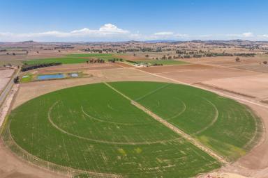 Mixed Farming For Sale - NSW - Cowra - 2794 - HIGHLY DEVELOPED IRRIGATION FARM!  BUY in part or as a whole  (Image 2)