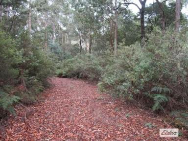 Other (Rural) For Sale - TAS - North Motton - 7315 - UNIQUE BUSH BLOCK - 5.4844 HECTARES (13.5 acres)  (Image 2)