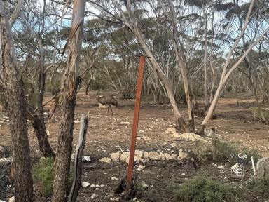 Acreage/Semi-rural For Sale - SA - Fisher - 5354 - Near river bushland retreat  (Image 2)