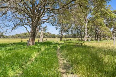 Livestock For Sale - WA - North Dandalup - 6207 - Early Selected - Highway Frontage - 1 Hr from Perth City (Image 2)