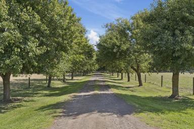 Lifestyle For Sale - VIC - Simpson - 3266 - IMMACULATE QUALITY SIMPSON PROPERTY  (Image 2)