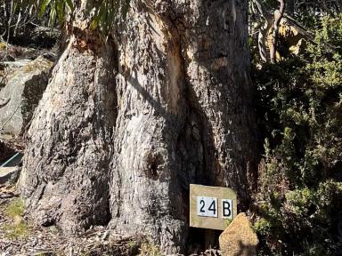 Residential Block For Sale - TAS - Wilburville - 7030 - Highlands Land with Caravan  (Image 2)