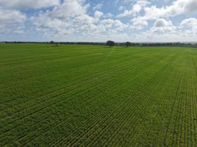 Mixed Farming For Sale - NSW - Boree Creek - 2652 - TIGHTLY HELD BOREE CREEK COUNTRY  (Image 2)