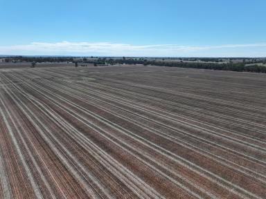 Mixed Farming For Sale - NSW - Boree Creek - 2652 - TIGHTLY HELD BOREE CREEK COUNTRY  (Image 2)