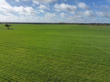 Mixed Farming For Sale - NSW - Boree Creek - 2652 - TIGHTLY HELD BOREE CREEK COUNTRY  (Image 2)