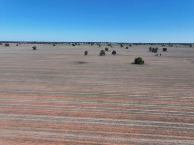 Mixed Farming For Sale - NSW - Boree Creek - 2652 - TIGHTLY HELD BOREE CREEK COUNTRY  (Image 2)