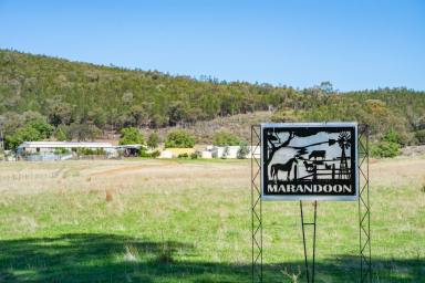 Lifestyle For Sale - NSW - Gooloogong - 2805 - 405 Acres of Prime Rural Country – Lifestyle & Grazing Opportunity  (Image 2)