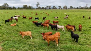 Mixed Farming For Sale - QLD - Laravale - 4285 - An exceptional rural lifestyle opportunity with mixed farming operations and Logan River frontage  (Image 2)