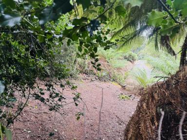 Residential Block For Sale - TAS - Zeehan - 7469 - Great Value Block in a Peaceful West Coast Setting  (Image 2)