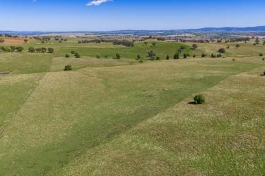 Mixed Farming For Sale - NSW - Canowindra - 2804 - Exceptional opportunity to secure a well-established mixed farming enterprise!  (Image 2)