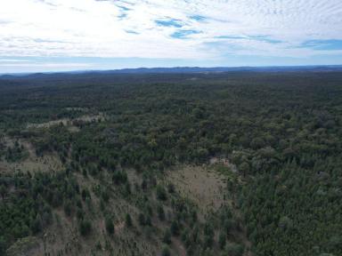 Lifestyle For Sale - QLD - Inglewood - 4387 - "Ryslip" 2,292 Acres of untouched bushland in the Southern Downs  (Image 2)