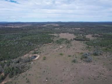 Lifestyle For Sale - QLD - Inglewood - 4387 - "Ryslip" 2,292 Acres of untouched bushland in the Southern Downs  (Image 2)