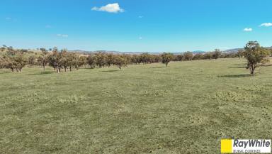 Mixed Farming For Sale - NSW - Willow Tree - 2339 - UNIQUE 102 ACRES WITH DWELLING ENTITLEMENT  (Image 2)