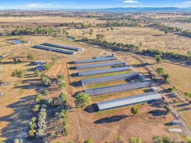 Mixed Farming For Sale - NSW - Duri - 2344 - A highly productive broiler operation located in the Tamworth District  (Image 2)