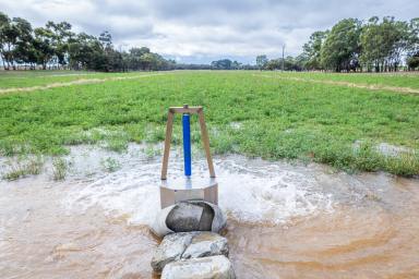 Livestock Auction - SA - Willalooka - 5267 - 'Tallawong' Sustainable and Productive  (Image 2)