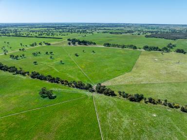 Livestock For Sale - SA - Willalooka - 5267 - 'Tallawong' Sustainable and Productive  (Image 2)