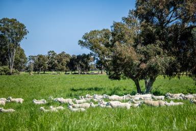 Livestock For Sale - SA - Willalooka - 5267 - 'Tallawong' Sustainable and Productive  (Image 2)