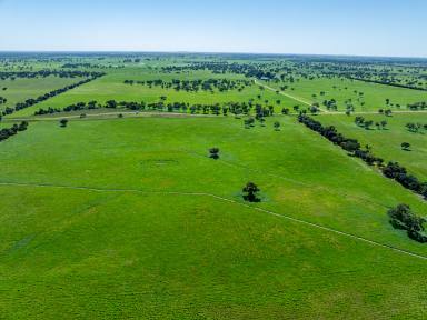 Livestock For Sale - SA - Willalooka - 5267 - 'Tallawong' Sustainable and Productive  (Image 2)