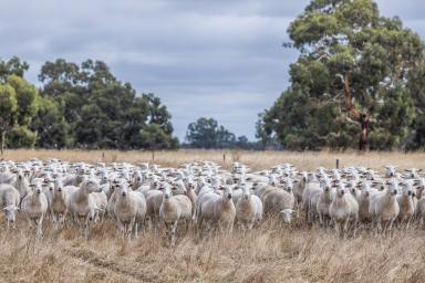 Livestock Auction - SA - Willalooka - 5267 - 'Tallawong' Sustainable and Productive  (Image 2)