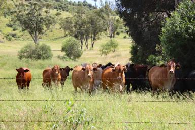 Other (Rural) For Sale - QLD - Thangool - 4716 - Well Improved Property Close to Biloela & Thangool with Outstanding Homesites  (Image 2)