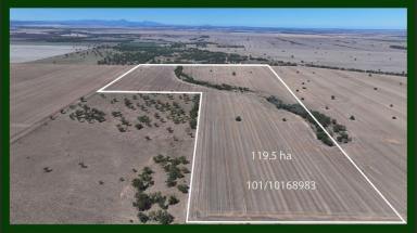 Cropping For Sale - NSW - Moree - 2400 - " The Lease" cheecum Road Moree  (Image 2)