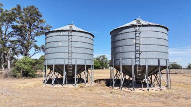 Cropping For Sale - NSW - Moree - 2400 - " The Lease" cheecome Road Moree  (Image 2)
