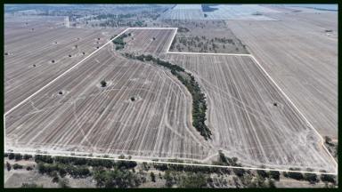 Cropping For Sale - NSW - Moree - 2400 - " The Lease" cheecome Road Moree  (Image 2)