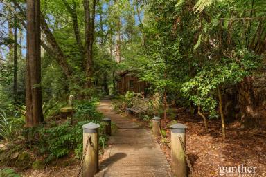 House For Sale - VIC - Narbethong - 3778 - Private Rainforest Living With Established Airbnb Income  (Image 2)