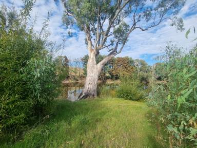 Residential Block For Sale - NSW - Jugiong - 2726 - A piece of Australia to call your own!  (Image 2)