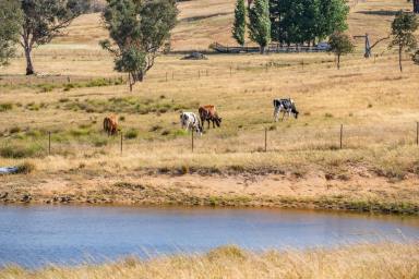 Other (Rural) For Sale - NSW - Hovells Creek - 2794 - BRAND NEW HOME & HUGE SHEDS, POSITIONED ON 132 ACRES, JUST 15 MINS TO WYANGALA WATERS!  (Image 2)